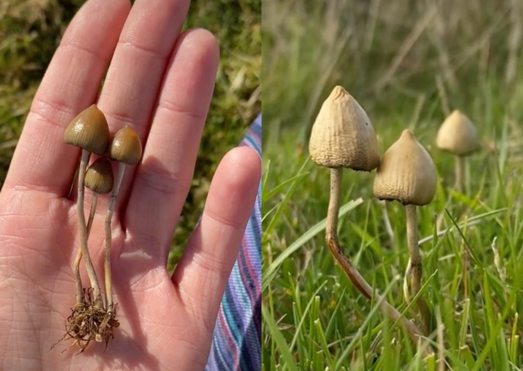 How Long Does It Take For Shrooms To Kick In
