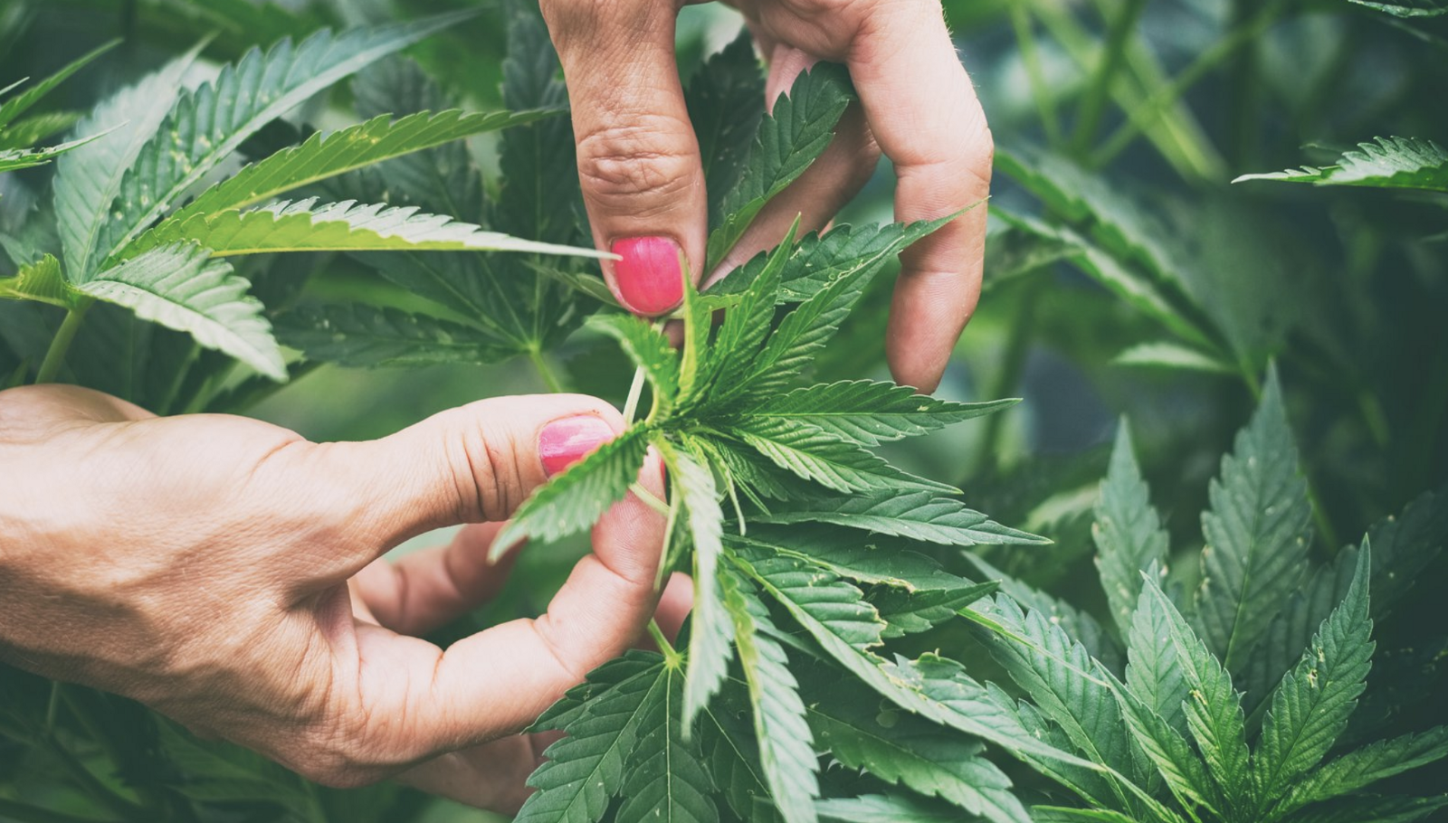 Hemp is used in the production of CBD-containing products