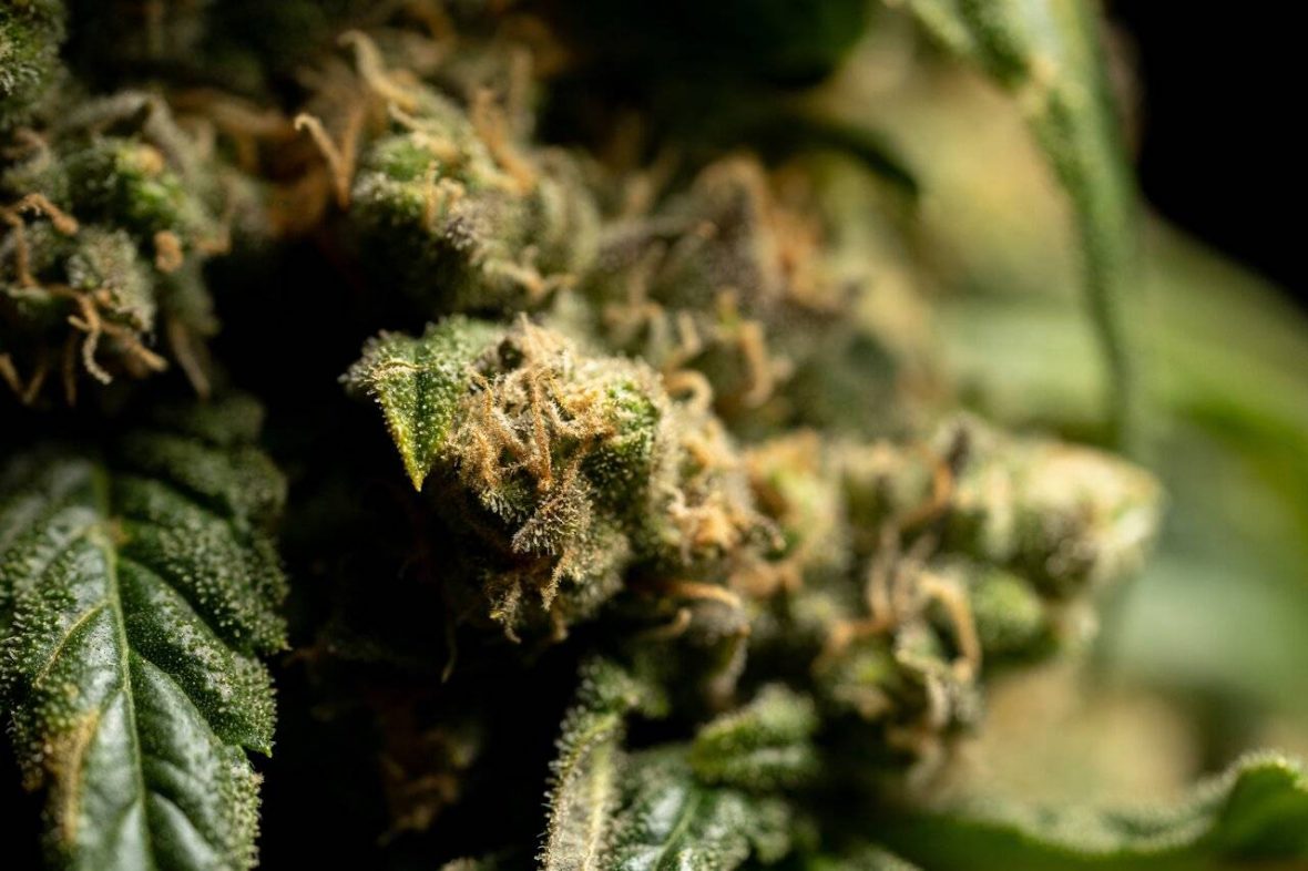 hemp flower