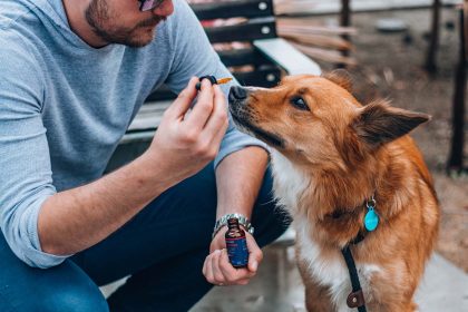 CBD mobility chews for dogs