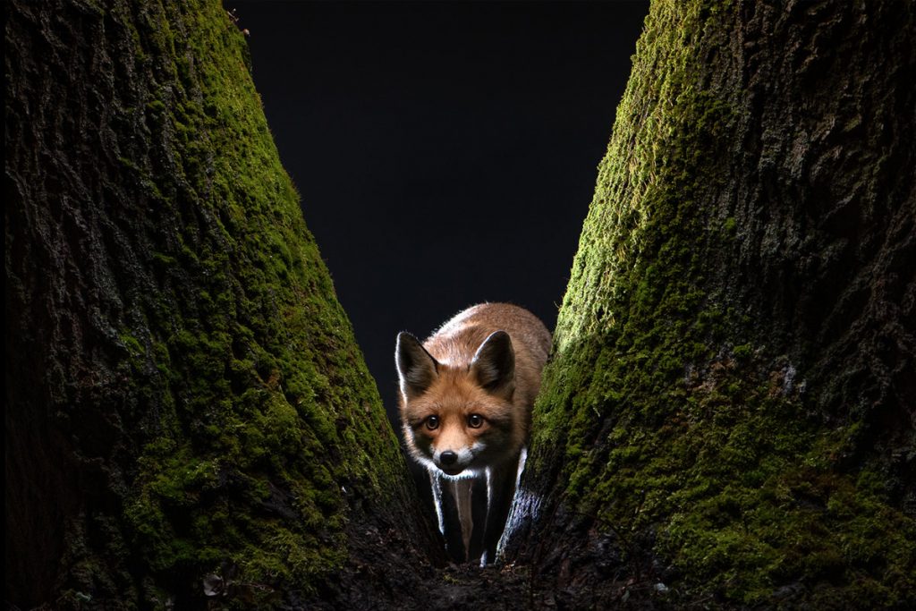 smartphone photography course